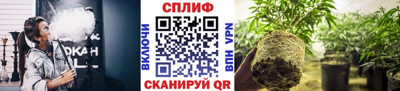 Каннабис MAZAR Людиново